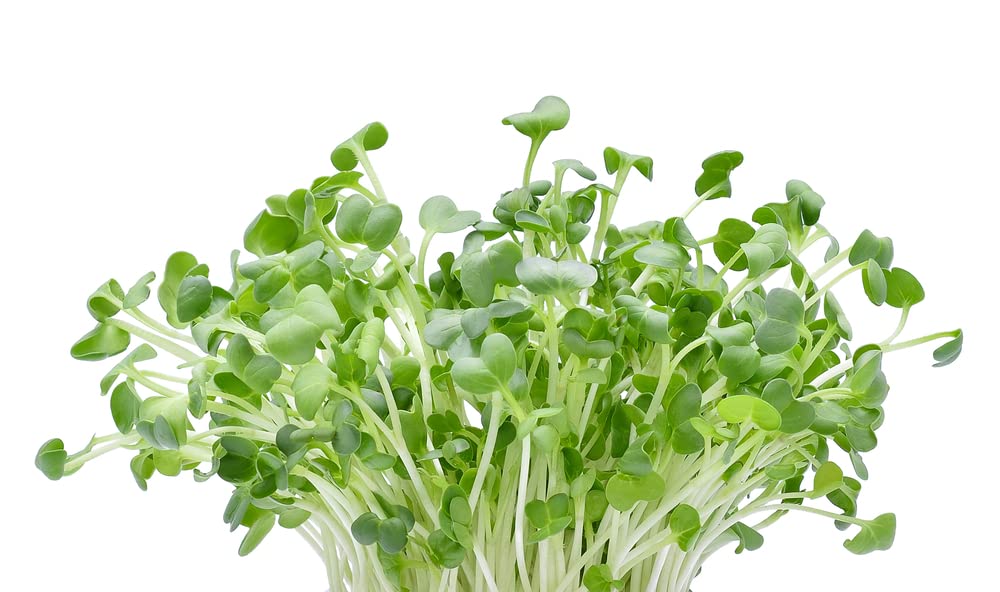 Alfalfa Microgreens Seed (250 Seeds) Easy and Fast Growing, Very Healthy Microgreens