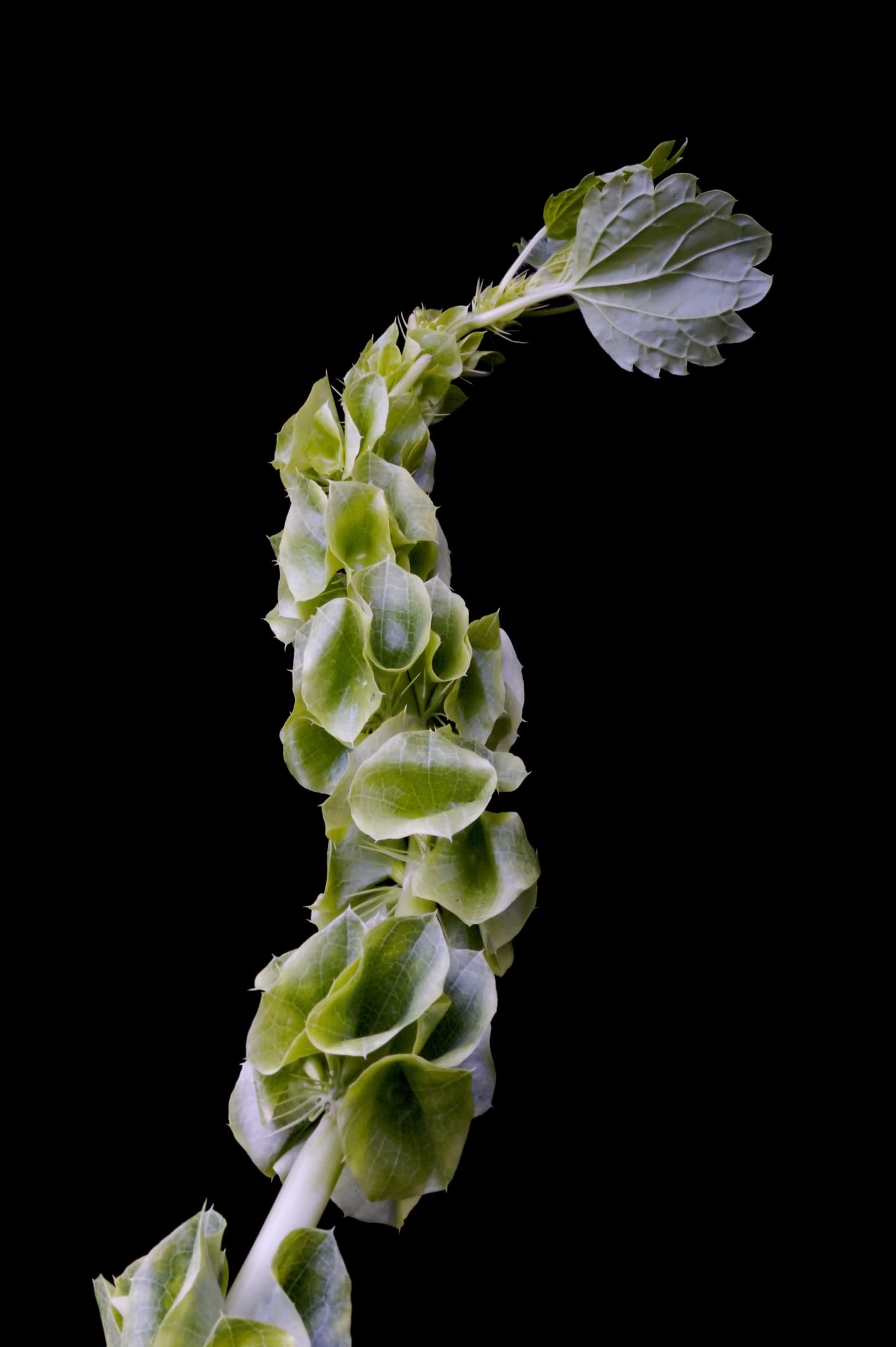 Bells of Ireland Flower Seeds - Excellent for Cut Flower Display, Grow The Luck of The Irish