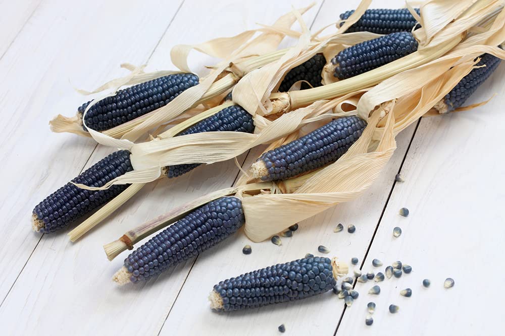 Exotic Blue Corn - 25 Seeds to Plant - Blue Corn is The Most Rare - Grow Blue Popcorn