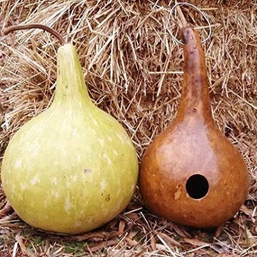 Birdhouse Gourd Seeds - 10+ Seeds - Used as Canteen in Antiquity. Exotic and Rare Birdhouse Gourd Seeds to Plant