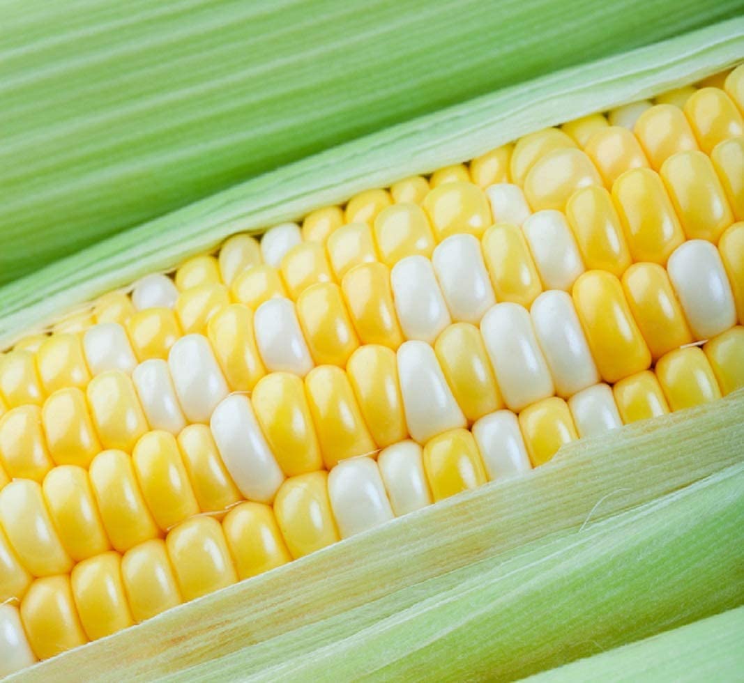 Peaches and Cream Sweet Corn Seeds - 30 Seeds