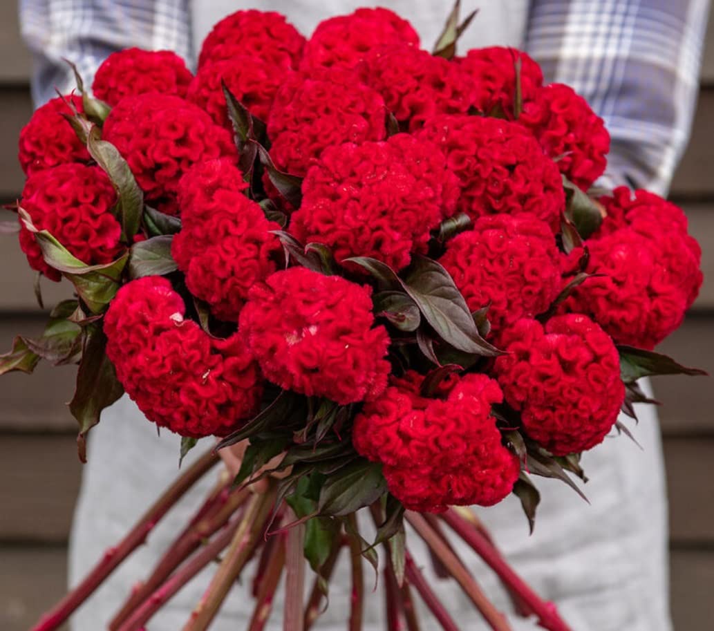 Reien Red Celosia Seeds for Planting (50 Seeds) - Stunning Red Cockscomb Blooms