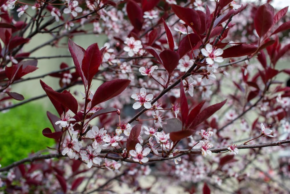 Sand Cherry Bush Seedlings to Plant - Stunning Color, Great for Gardens or Landscaping