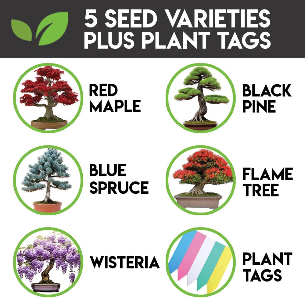 5 Types Bonsai Tree Kit, Wisteria, Black Pine, Blue Spruce, Red Maple Tree, Flame Tree, Bonsai Seeds for Indoor Outdoor Garden DIY, Plant Lover Highly Prized for Men and Women
