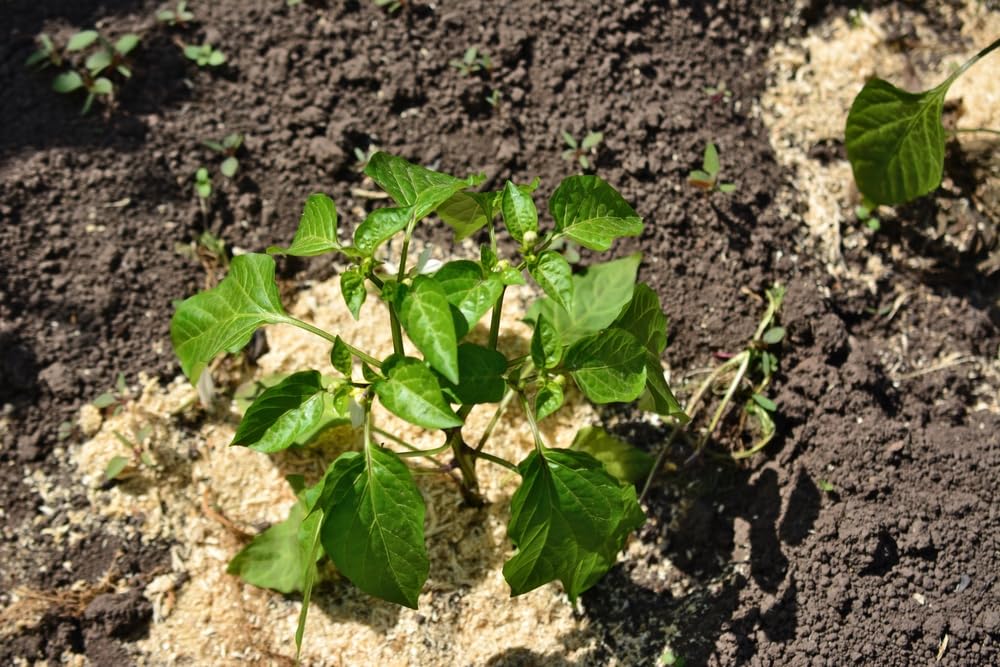 Saw Dust - Great for Plants and Soil - 4 Pound Bag