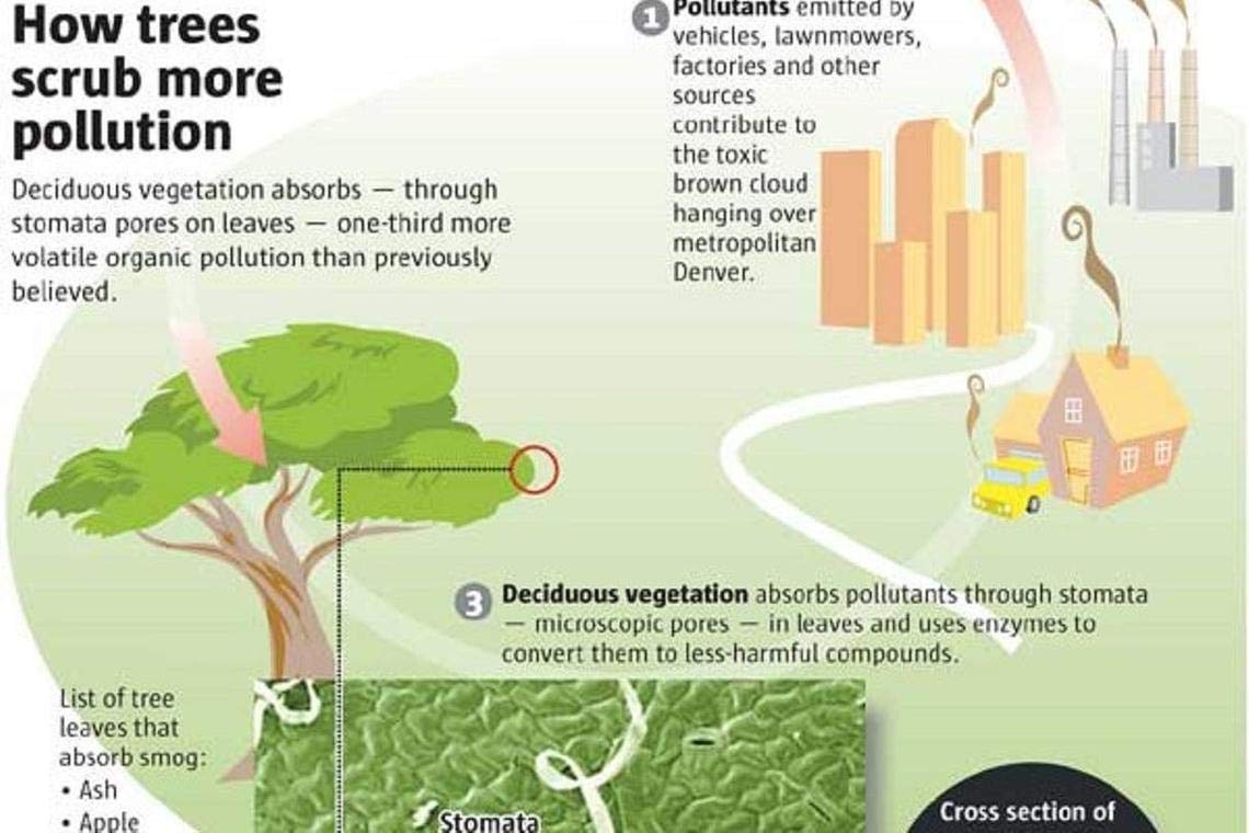 EarthCare - Carbon Neutral Imprint Kit - Counteract Your Carbon Footprint by Planting 6 Trees and a Perennial Butterfly Garden. Easy and Fun.
