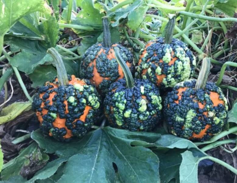 Warty Goblin Pumpkin Seeds for Planting (10 Seeds)