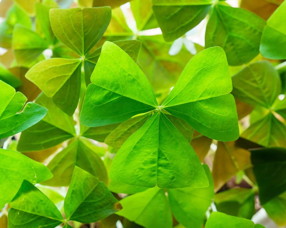 Green Shamrock Bulbs - 5 Bulbs to Plant - Good Luck Plant - Fast Growing Year Round Color Indoors or Outdoors - Oxalis Regnelli Shamrock Bulbs - Ships from Iowa, Made in USA