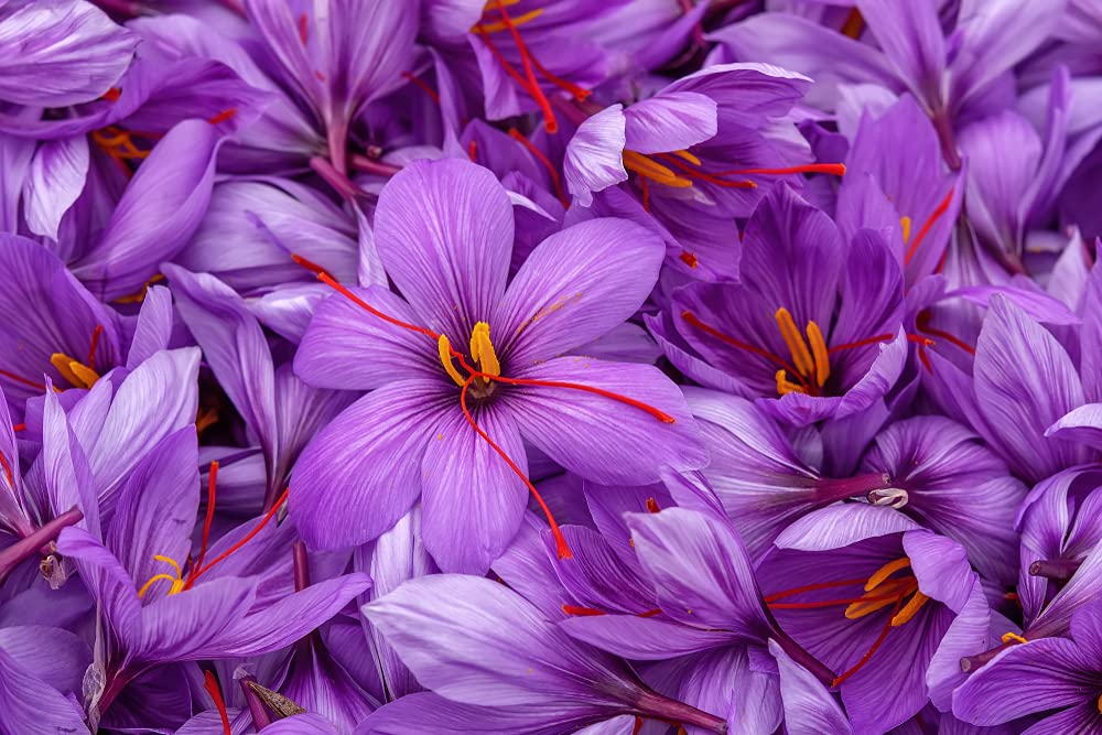 10 Saffron Crocus Bulbs - Grow Saffron Spice - Very Rare Crocus Sativus Bulbs