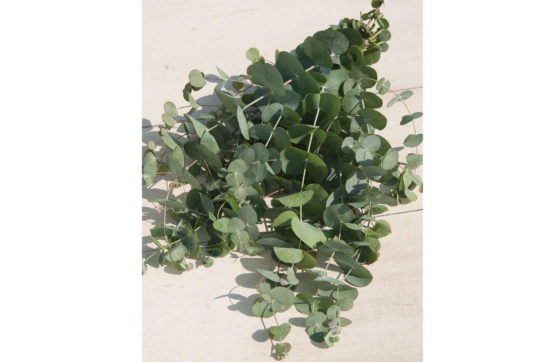 Eucalyptus Silver Dollar Seeds -Houseplant or Outdoor