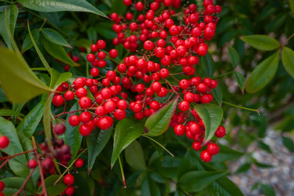 Silver Buffalobery Seeds for Planting (100 Seeds) - Shepherdia argentea
