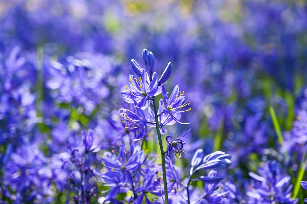 Giant Complete Spring Flower Garden | Bloom All Spring and Summer, Easy to Grow Flower Bulb, Indoor/Outdoor