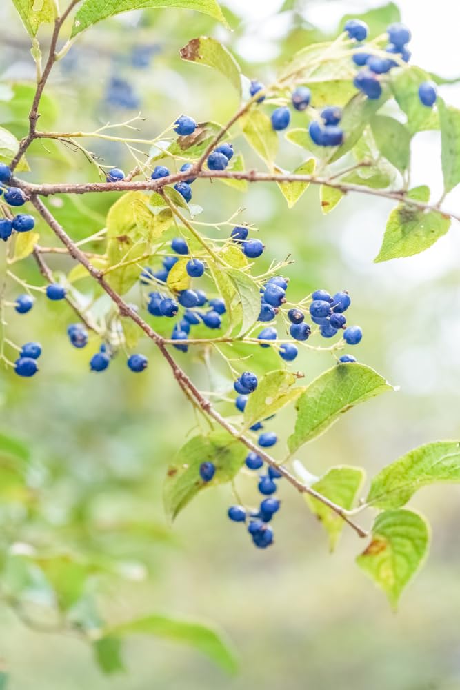 Sapphire Beauty Berry Bush Seeds for Planting - Symplocos paniculata (6 Seeds)