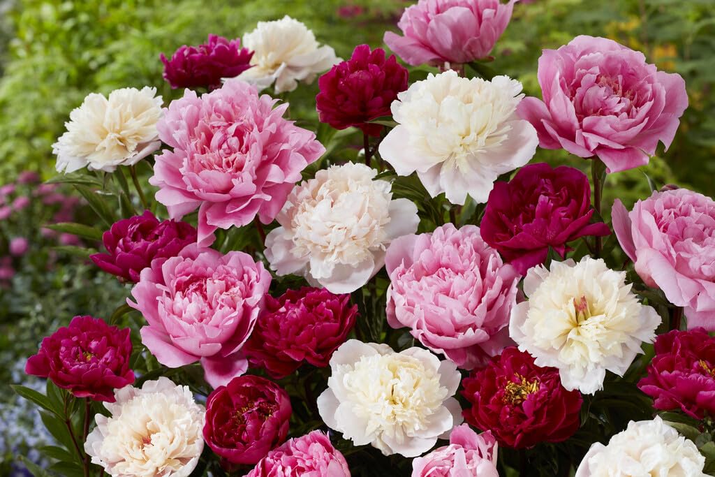 Mixed Color Peony Bulbs for Planting - Grow Beautiful Perennial Peony Flowers