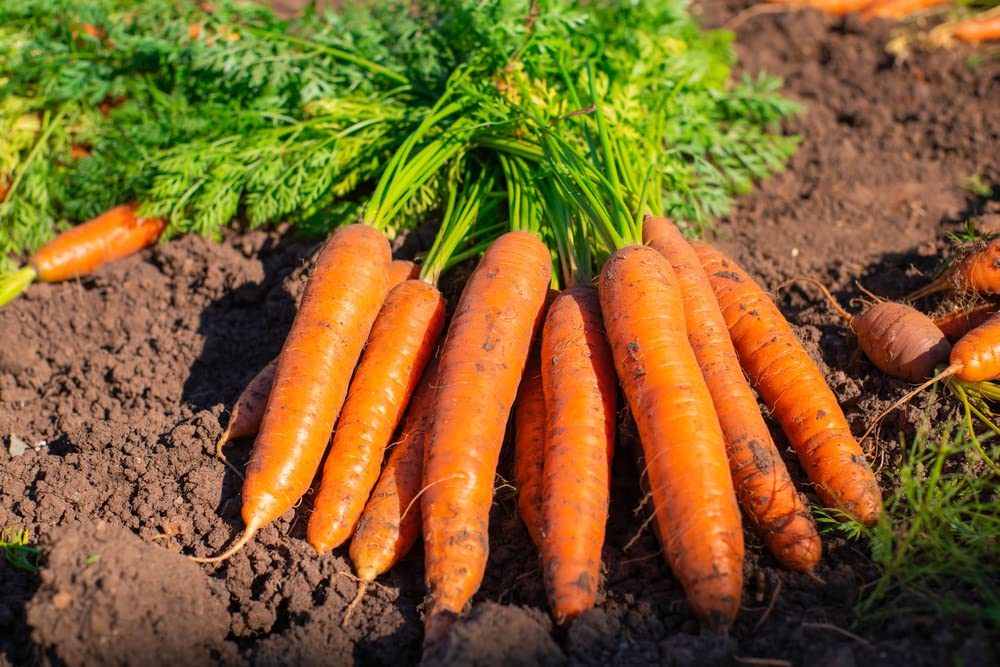 Little Finger Carrot Seeds | Heirloom & Non-GMO Carrot Seeds | 250+ Vegetable Seeds for Planting Outdoor Home Gardens | Planting Instructions Included