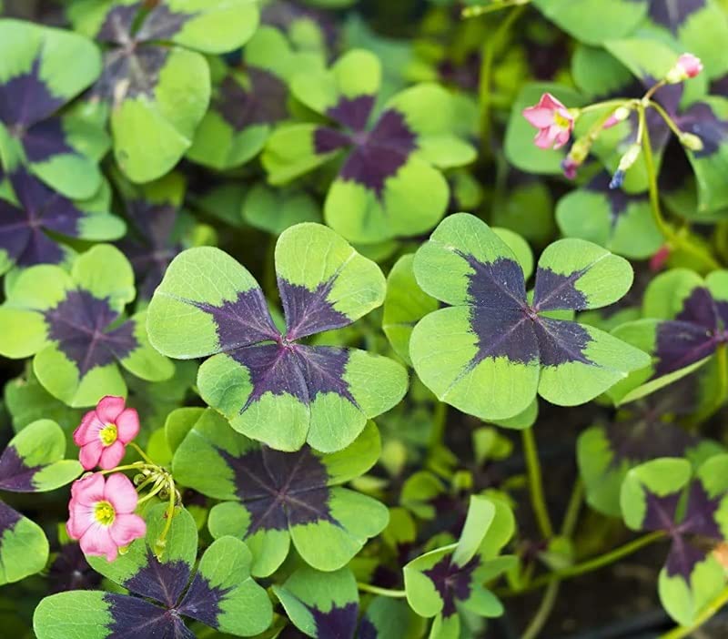 Iron Cross Shamrock Bulbs for Planting - Fast Growing Year Round Color Indoors or Outdoors - Oxalis Shamrock Bulbs for Good Luck