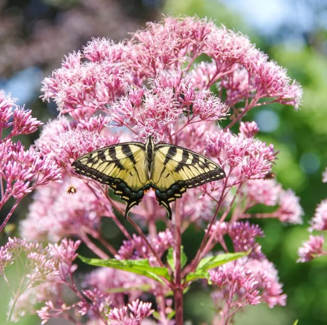 Queen of The Meadow Herb Seeds for Planting (50 Seeds) - Joe Pye Weed, Purple Thoroughwort - Ships from Iowa, USA