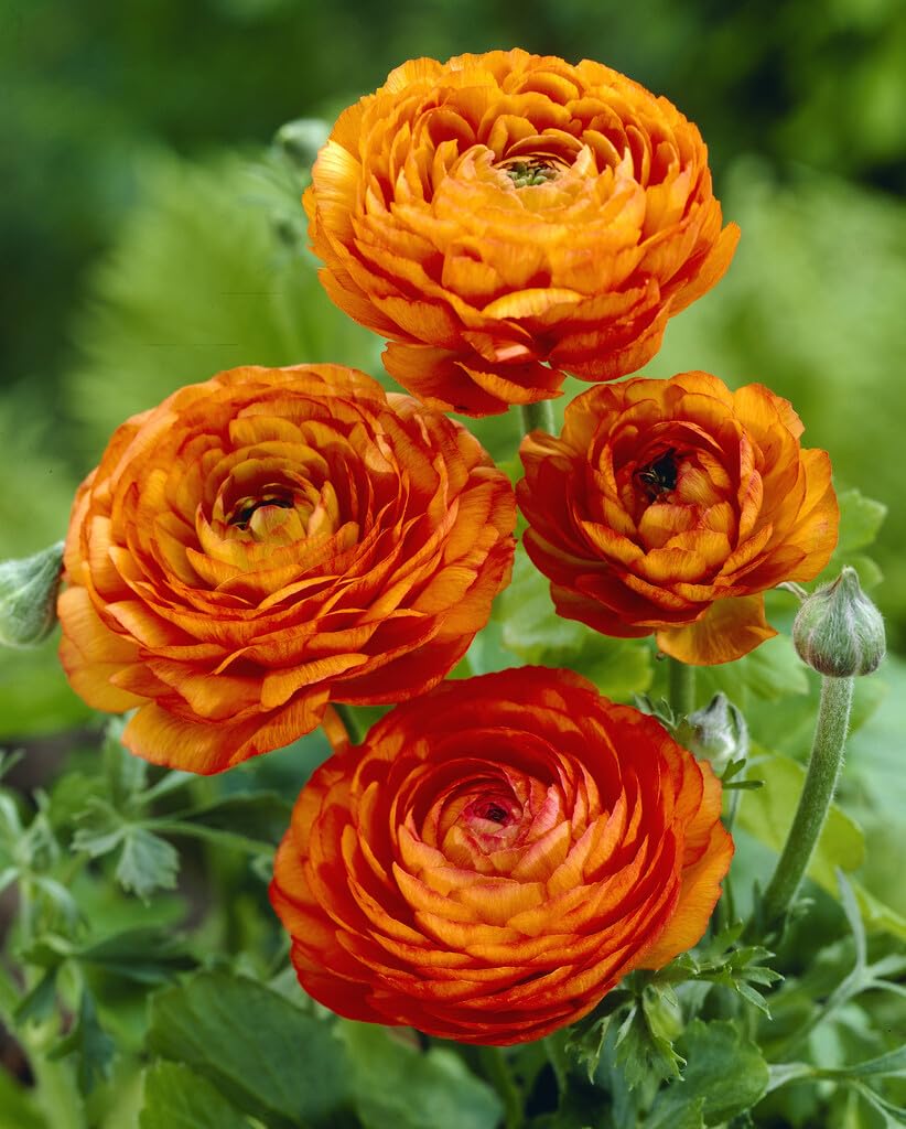 Orange Ranunculus Bulbs for Planting, Beautiful Long Lasting Flowers