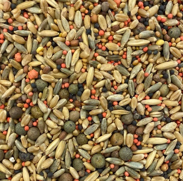 Whitetail Deer Food Plot Seed | Turnip Radish Clover Wheat Rye Oats Mix | Buffalo Blend