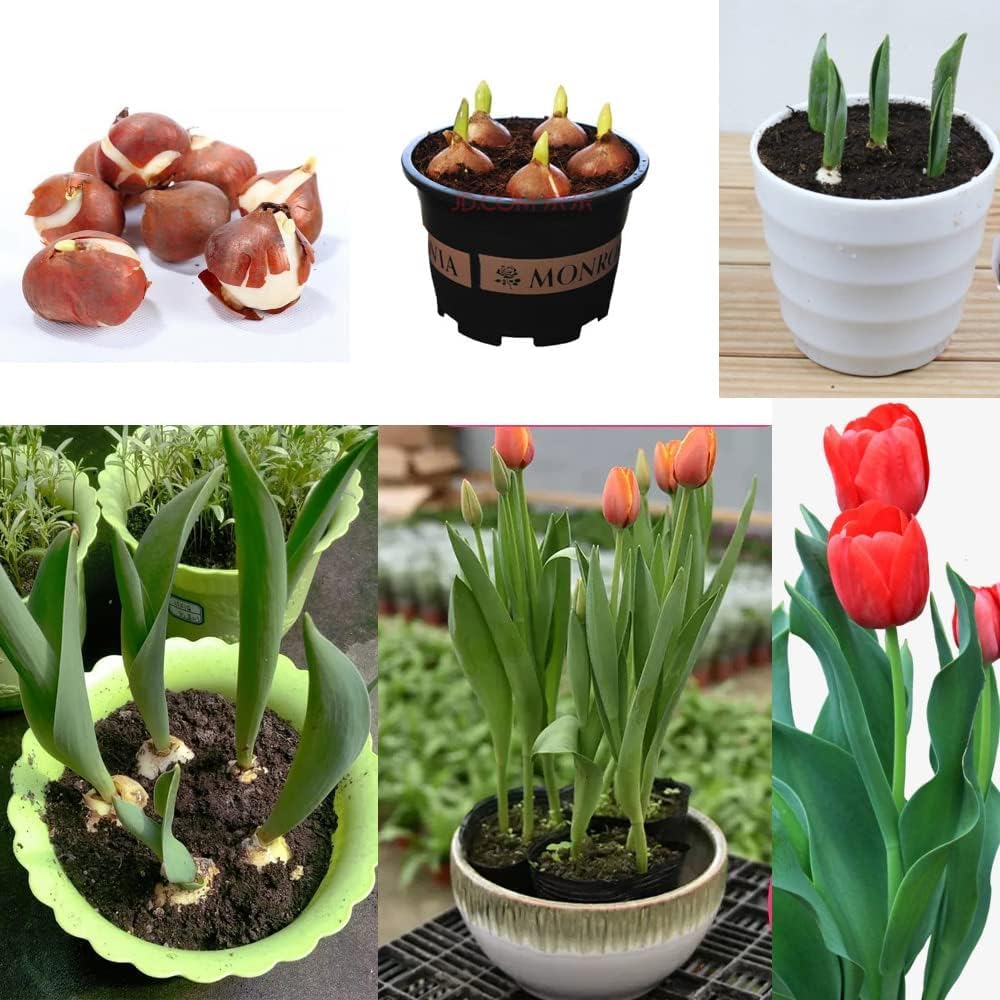 5pcs Tulip Bulbs Mixed Tulips Varieties Collection Tulips Bulbs for Gardens Spring Flowering Bulbs Ready to Plant Flower Bulbs Add a Pop of Vibrant Color to Your Garden with Beautiful Tulip Bulbs