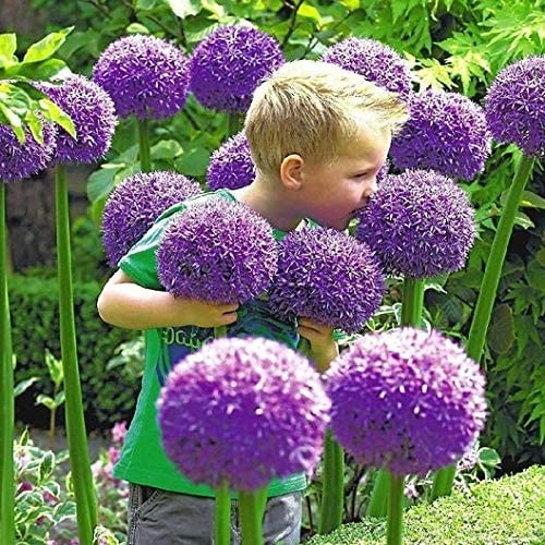Allium Globemaster Bulb - Largest of All Allium - One Bulb to Plant