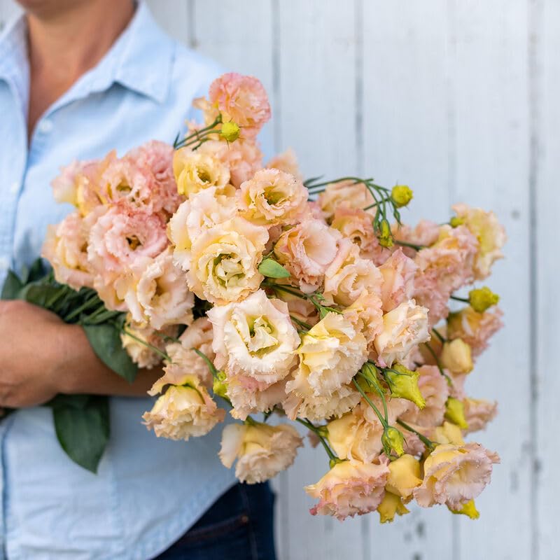 20 Voyage 2 Champagne Lisianthus Flower Seeds for Planting -Pelleted Seed