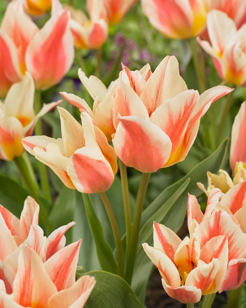 10 Shooting Star Tulip Bulbs for Planting - Easy to Grow Perennial Tulip Flower Bulbs - Stunning Color (10 Bulbs)