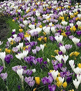 Large Flowering Crocus Mix - 15 Bulbs - 8/9 cm Bulbs