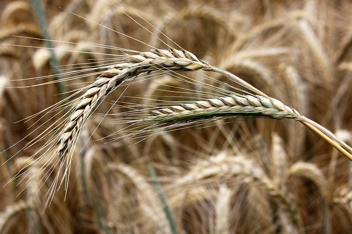 100 Pcs Rye Seeds - Non-GMO and Grown Organically - Great for Cover Crops, Food Plots, Erosion Control