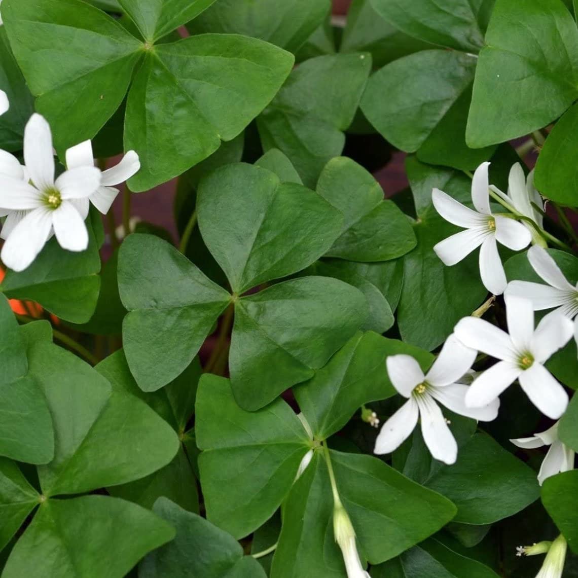 Green Shamrock Bulbs - 5 Bulbs to Plant - Good Luck Plant - Fast Growing Year Round Color Indoors or Outdoors - Oxalis Regnelli Shamrock Bulbs - Ships from Iowa, Made in USA