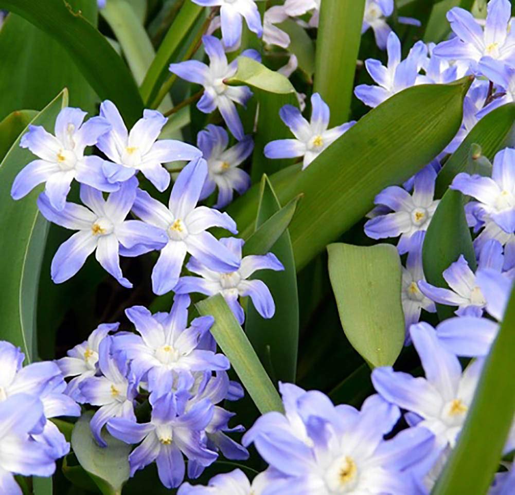 Blue Giant Glory of the Snow 20 Bulbs - Chionodoxa - 5/+ cm Bulbs