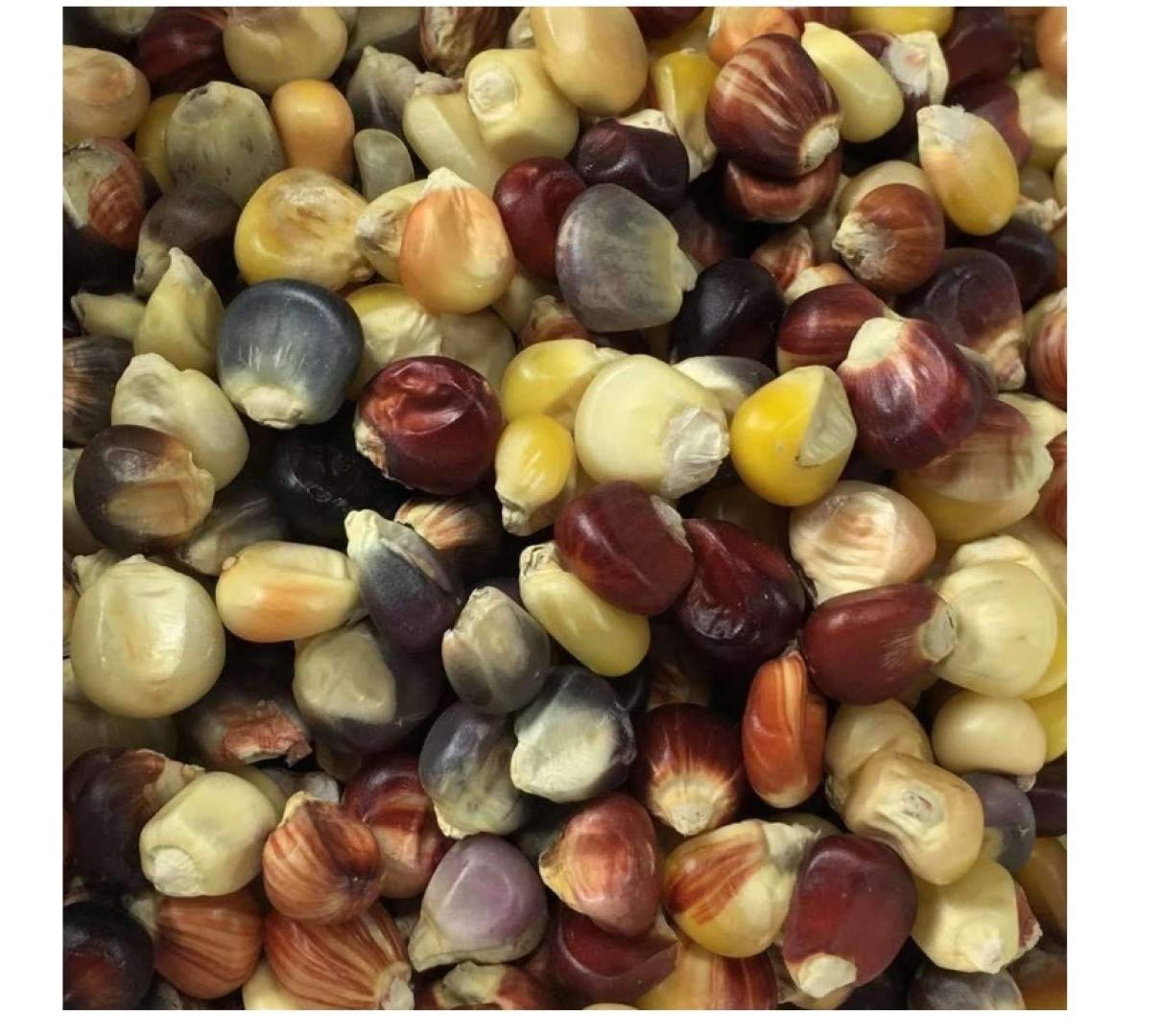 Mini Indian Corn SEEDS - 20 to 30 Seeds ONLY Multi Colors