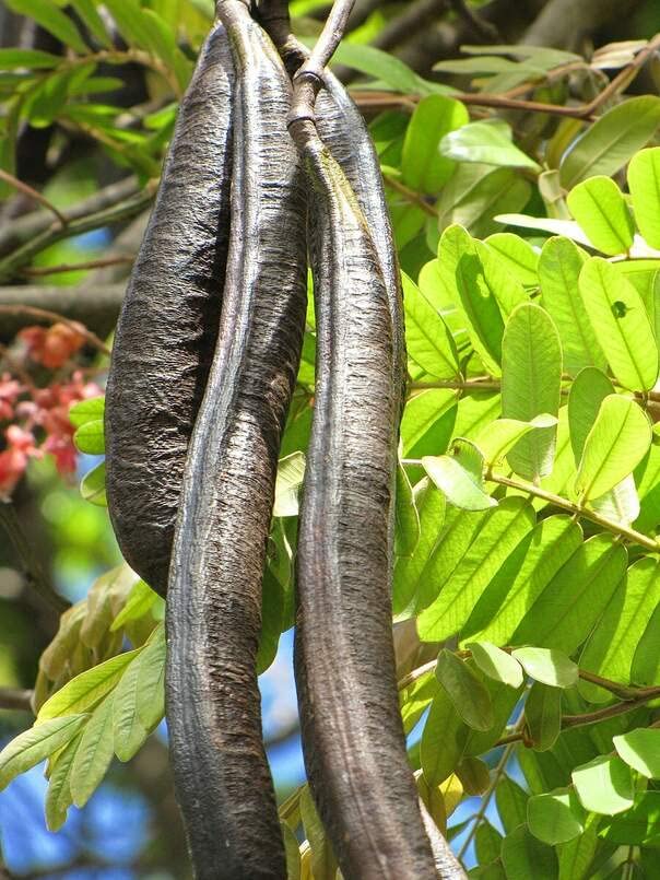 Pink Shower Tree Seeds for Planting (10 Seeds) - Cassia grandis