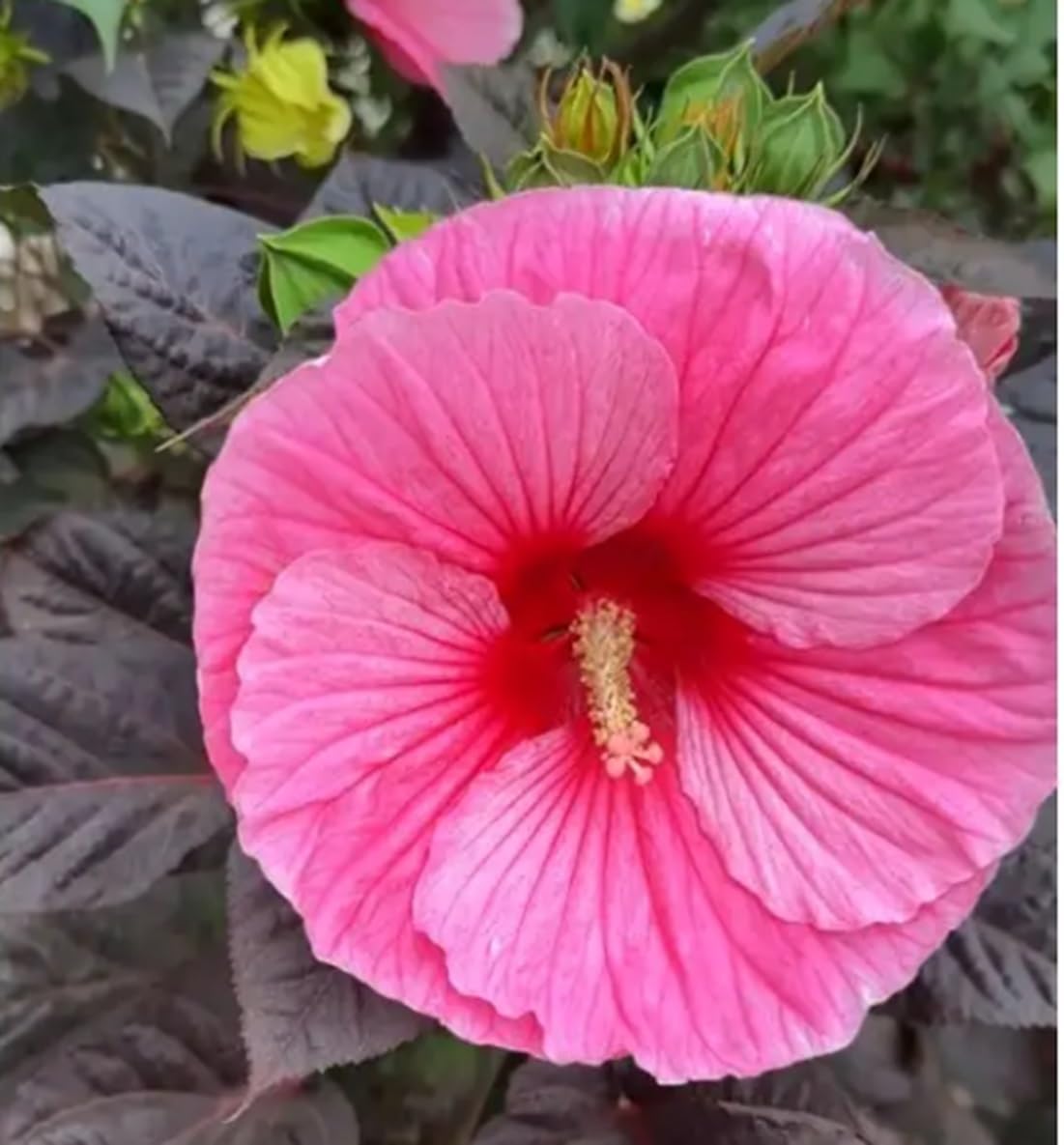 100+ Pcs Mixed Hibiscus Seeds Giant Flowers Perennial Flower