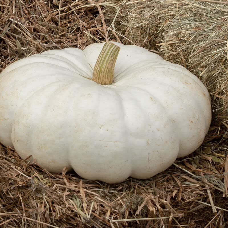 White Flat Stacker Pumpkin Seeds for Planting (10 Seeds)