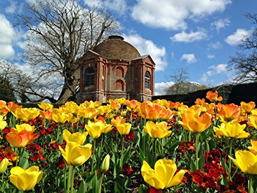 10 Tulip Bulbs, Daydream" Mid Season (12/+cm) Now Shipping !