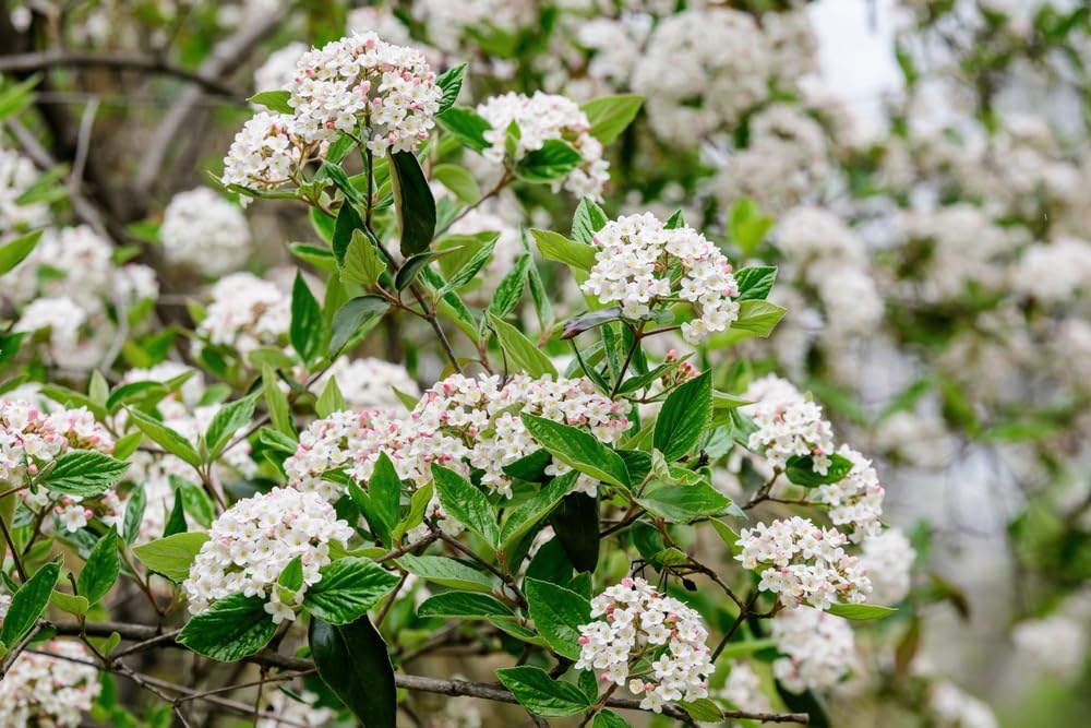 Arrowwood Bush Seedlings for Planting - (Viburnum recognitum)