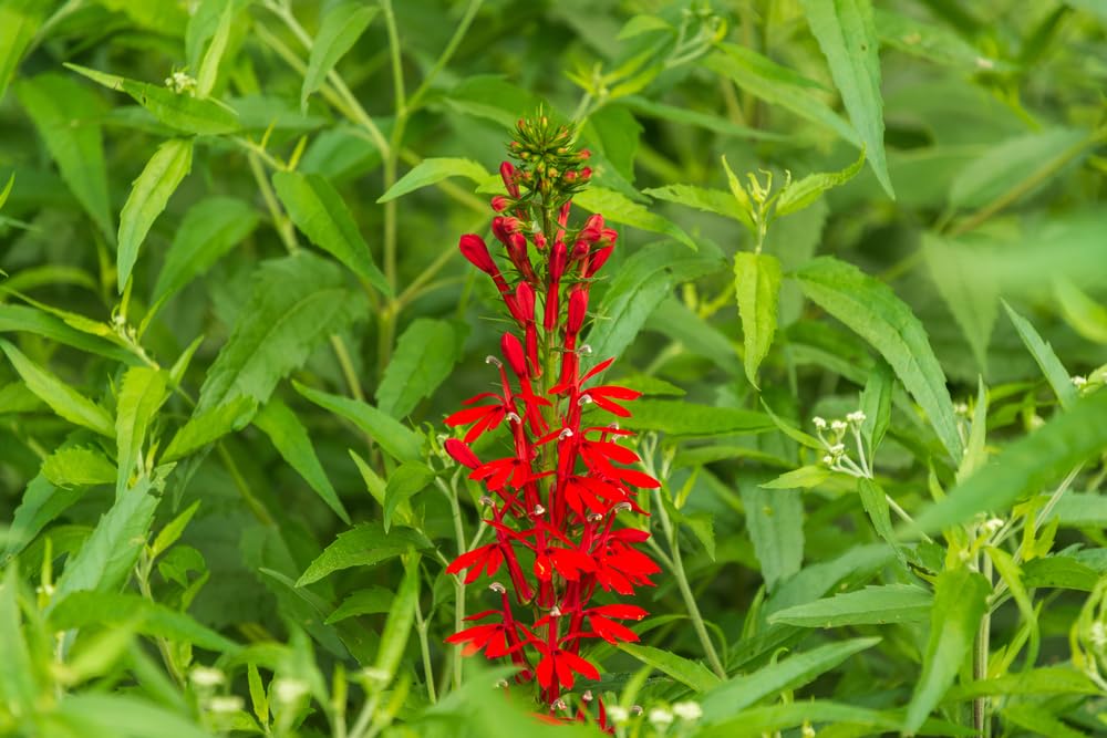 Cardinal Flower Plants for Growing, Not Seeds, Healthy Rootstock (5 Plants)