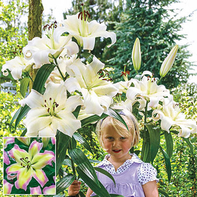Giant Lily "Pretty Woman" Bulbs for Planting