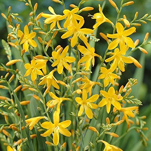 Crocosmia George Davidson,10 Bulbs | Vibrant Yellow,Hummingbird Magnet