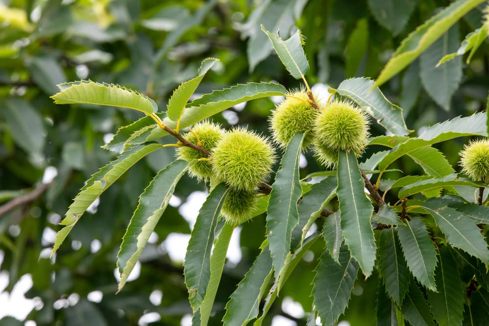 6 Chestnut Tree Seeds for Planting