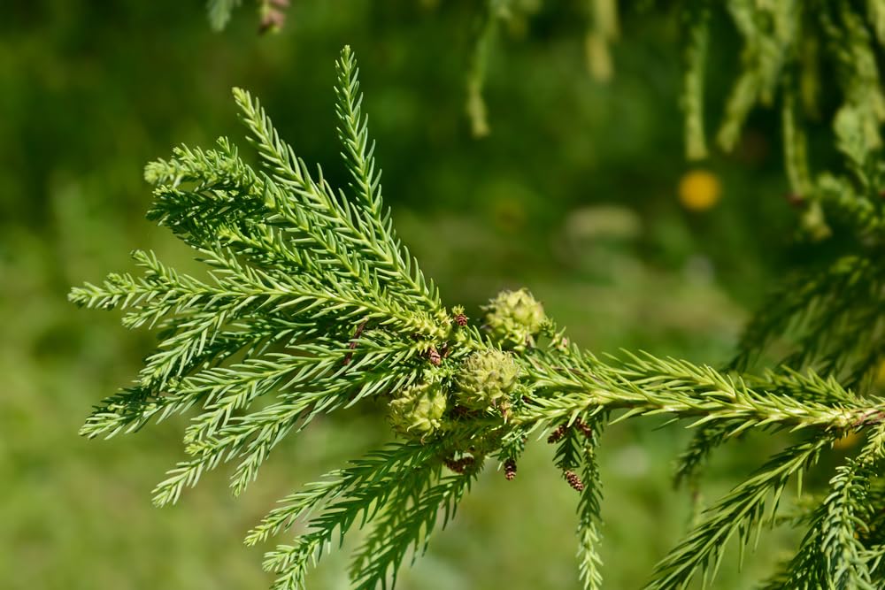 30 Japanese Red Cedar Bonsai Tree Seeds for Planting - Cryptomeria Japonica