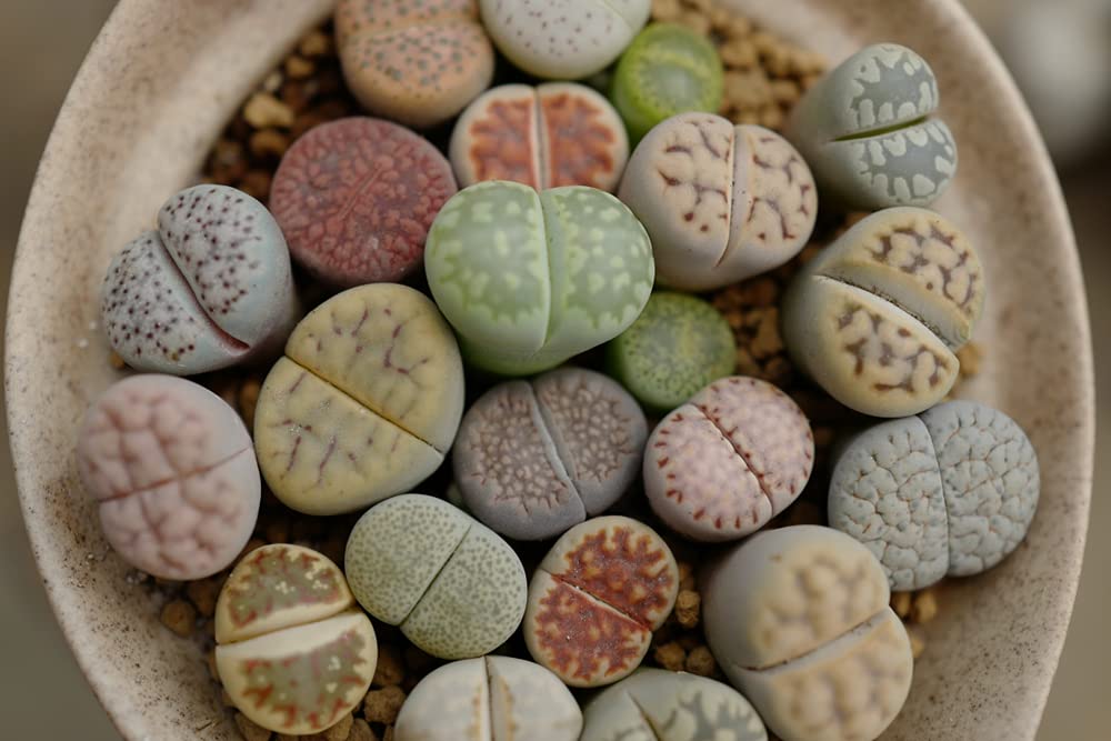 Lesliei Living Stones 25 Mixed Color Seeds - Ships from Iowa, USA