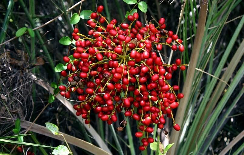 Wild Date Palm Seeds for Planting (5 Seeds)