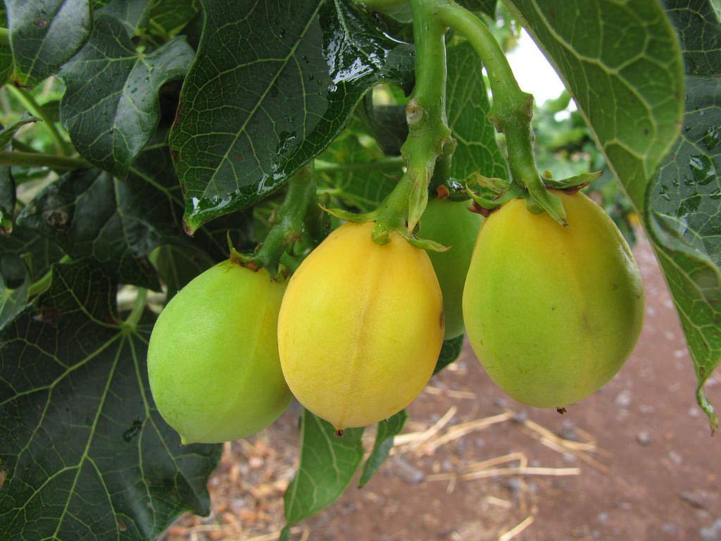 Physic Nut Barbados Rare Jatropha Curcas Diesel jocad (15 Seeds)