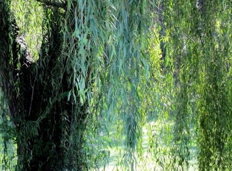 8 Weeping Willow Trees - Salix Babylonica - Beautiful Arching Canopy - Ready to Plant