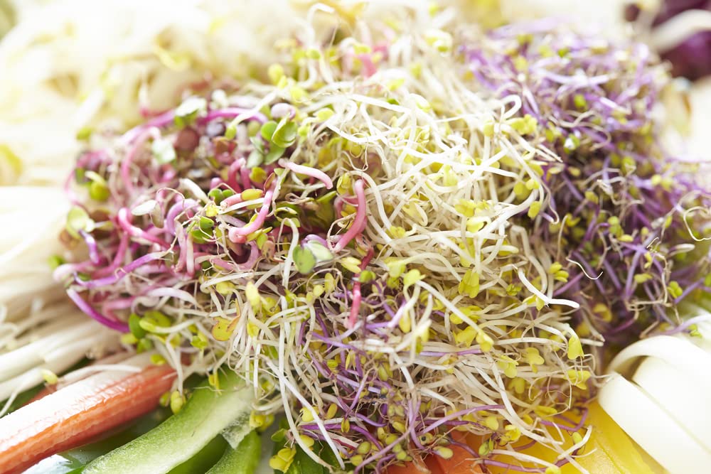 Lentils Sprouts Seeds (100 Seeds) Grow Tasty and Delicious Sprouts in Just Water