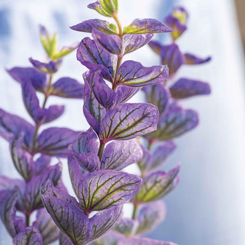 Oxford Blue Salvia Flower Seeds for Planting (100 Seeds) - Easy to Grow