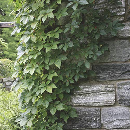 Virginia Creeper Seeds - 25+ Seeds - Parthenocissus quinquefolia