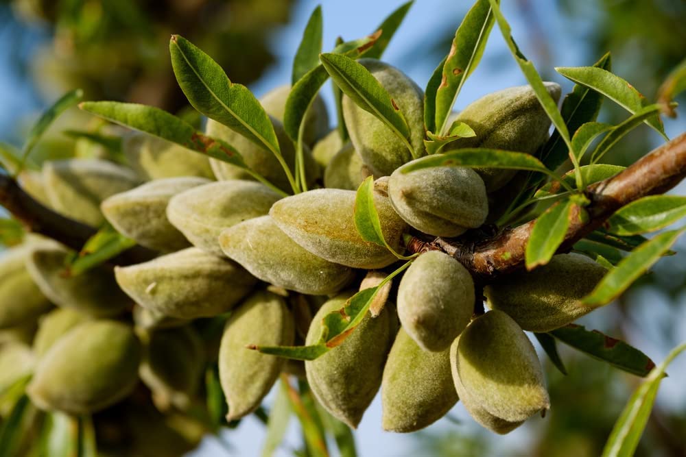 Almond Tree Seeds - 10 Seeds - Grow Almonds Trees